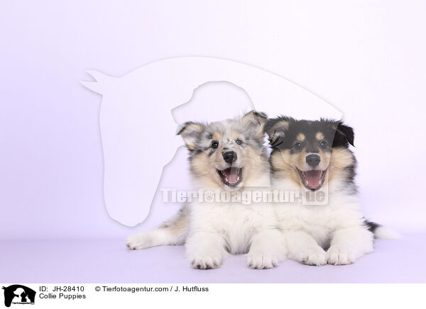 Collie Puppies / JH-28410