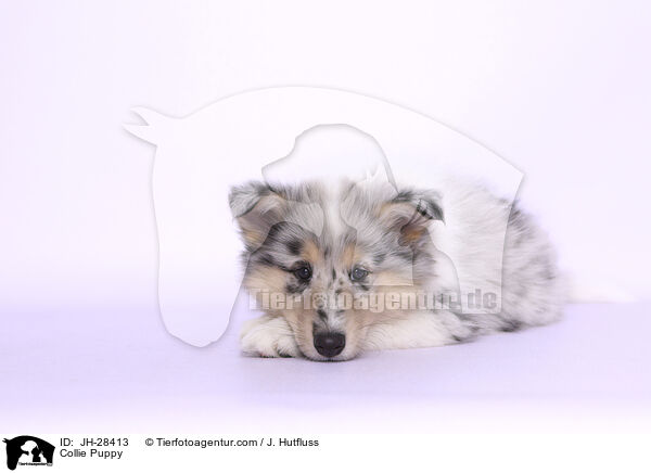 Collie Welpe / Collie Puppy / JH-28413