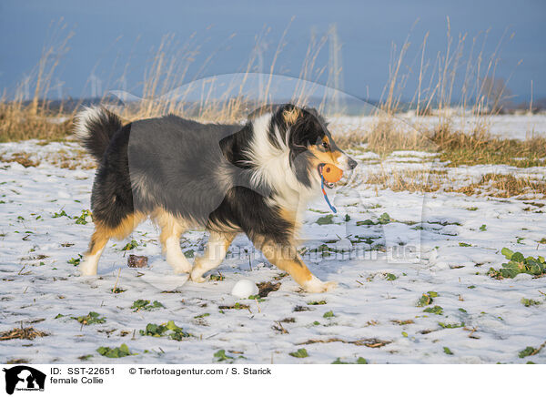 Collie Hndin / female Collie / SST-22651