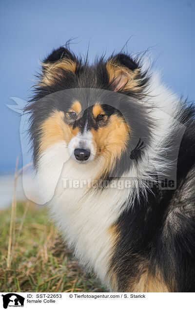 Collie Hndin / female Collie / SST-22653