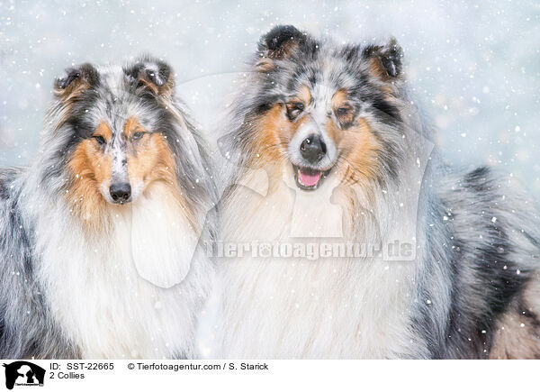 2 Collies / 2 Collies / SST-22665