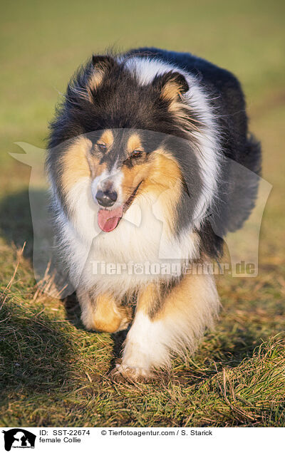 Collie Hndin / female Collie / SST-22674