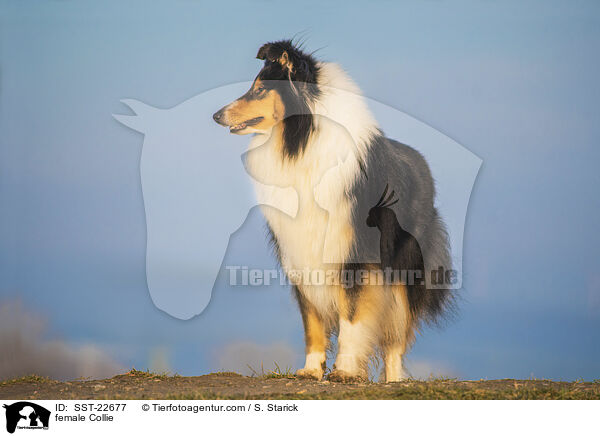 female Collie / SST-22677
