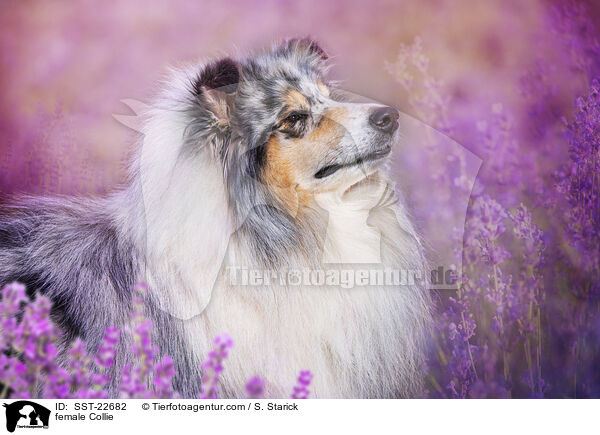 female Collie / SST-22682