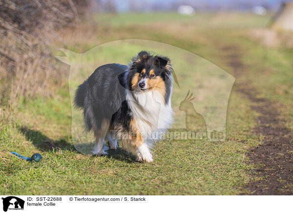 Collie Hndin / female Collie / SST-22688