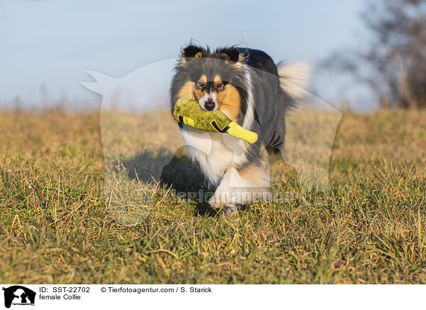 Collie Hndin / female Collie / SST-22702
