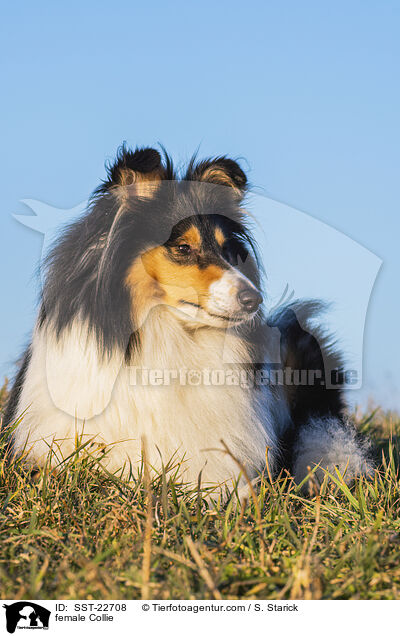 female Collie / SST-22708