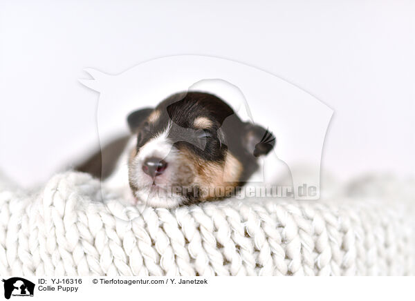 Collie Welpe / Collie Puppy / YJ-16316