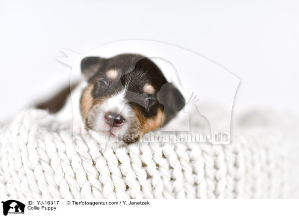 Collie Welpe / Collie Puppy / YJ-16317