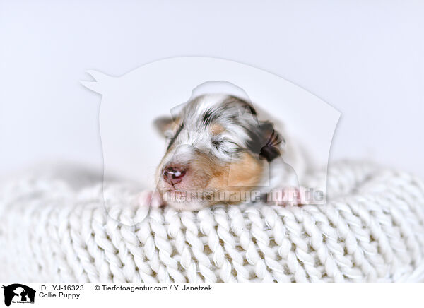 Collie Welpe / Collie Puppy / YJ-16323