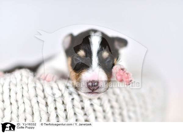 Collie Welpe / Collie Puppy / YJ-16332