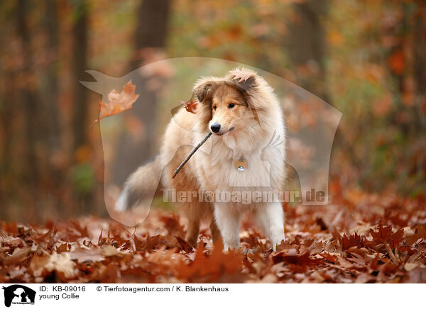 junger Collie / young Collie / KB-09016