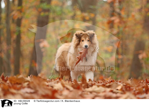 junger Collie / young Collie / KB-09028