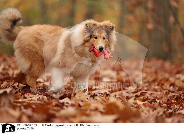 junger Collie / young Collie / KB-09053