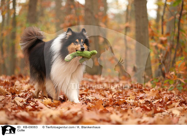 Collie / Collie / KB-09063
