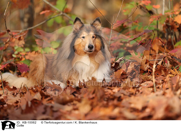 Collie / Collie / KB-10062