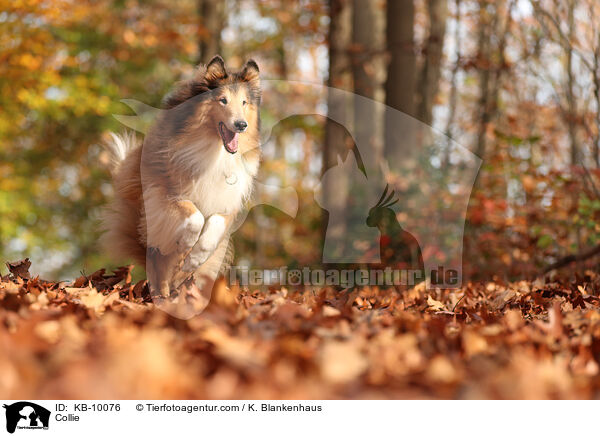 Collie / KB-10076