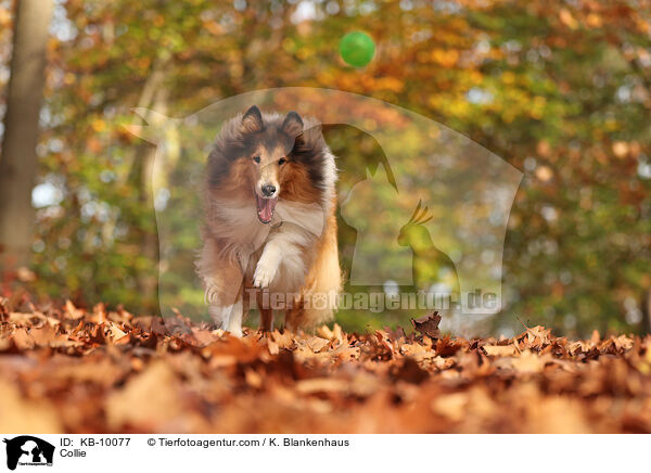 Collie / KB-10077