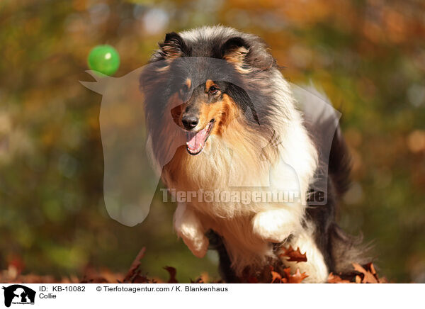 Collie / KB-10082