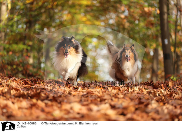 Collies / KB-10083