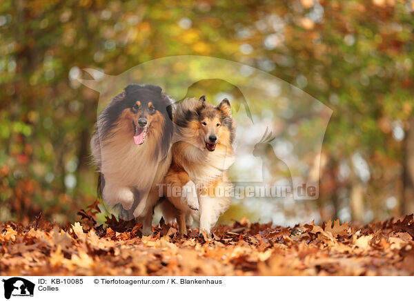 Collies / KB-10085