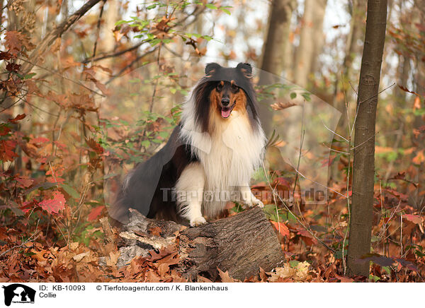 Collie / KB-10093