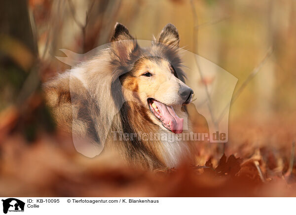 Collie / KB-10095