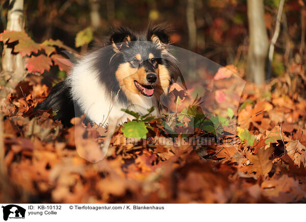 junger Collie / young Collie / KB-10132