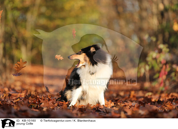 young Collie / KB-10160