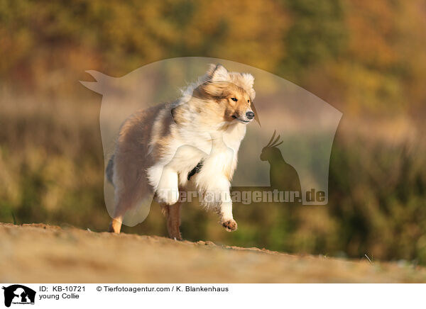 junger Collie / young Collie / KB-10721
