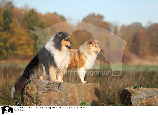 2 Collies / 2 Collies / KB-10732