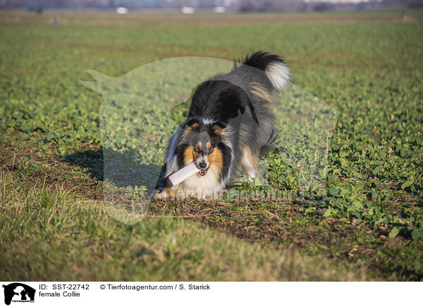 Collie Hndin / female Collie / SST-22742