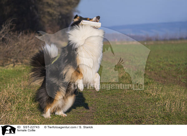 Collie Hndin / female Collie / SST-22743
