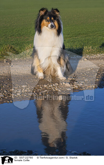 Collie Hndin / female Collie / SST-22760