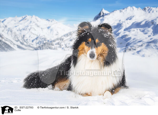 Collie / SST-22783