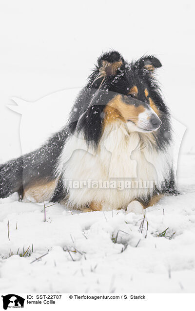 Collie H�ndin / female Collie / SST-22787