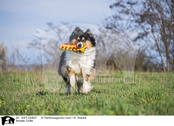 Collie Hndin / female Collie / SST-22807