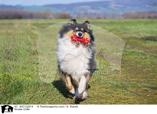 Collie Hndin / female Collie / SST-22814