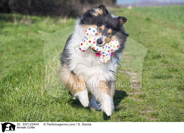 Collie Hndin / female Collie / SST-22844