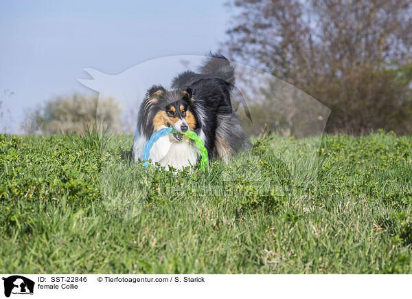 Collie Hndin / female Collie / SST-22846