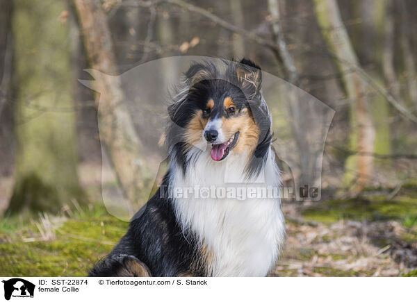 female Collie / SST-22874