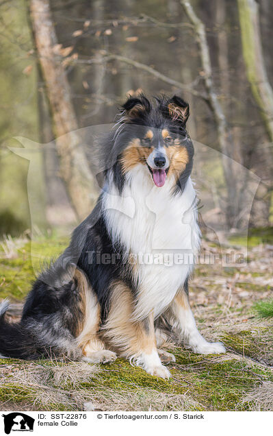 female Collie / SST-22876