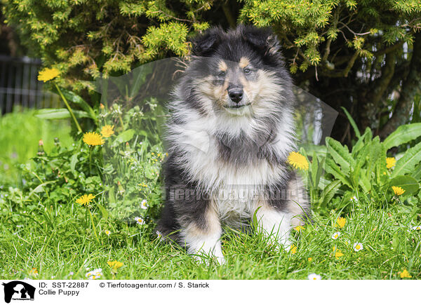 Collie Welpe / Collie Puppy / SST-22887