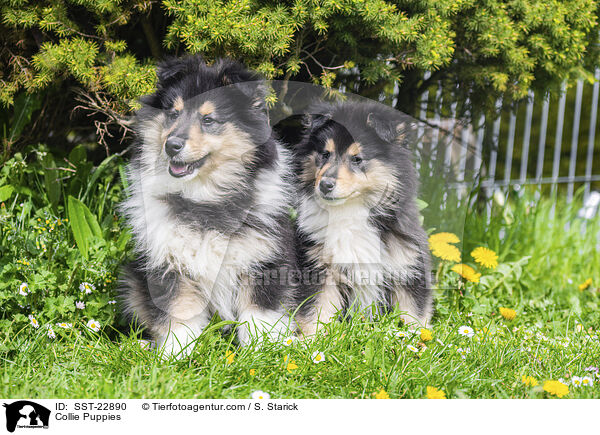 Collie Welpen / Collie Puppies / SST-22890