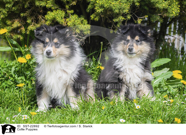 Collie Welpen / Collie Puppies / SST-22892
