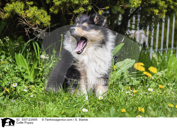 Collie Welpe / Collie Puppy / SST-22895