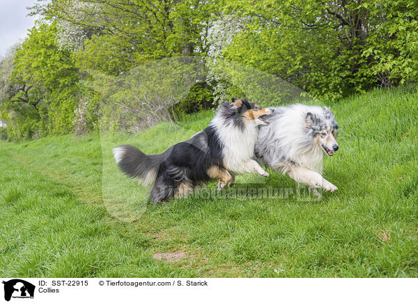 Collies / Collies / SST-22915