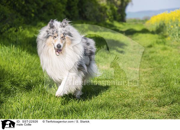 Collie Rde / male Collie / SST-22926