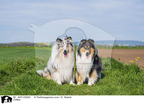Collies / Collies / SST-22930