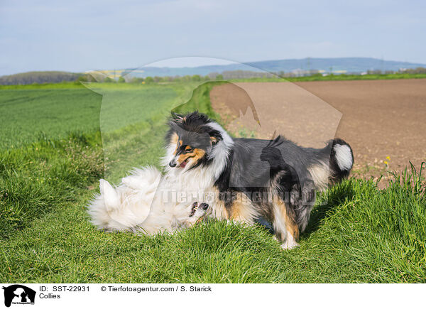 Collies / Collies / SST-22931